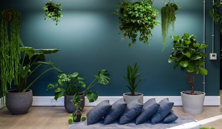 Wellness Fulham
